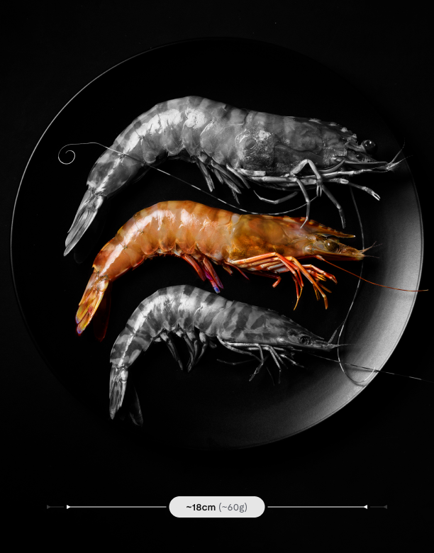 Premium Prawns